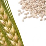 orzo