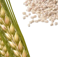 orzo orzo