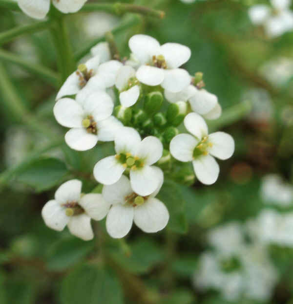 crescione