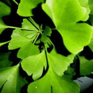 ginkgo-biloba ginkgo-biloba