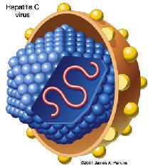 virus virus
