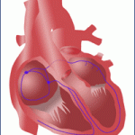 cuore