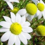 camomilla