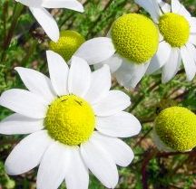 camomilla camomilla