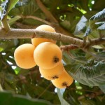 nespole