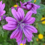 malva