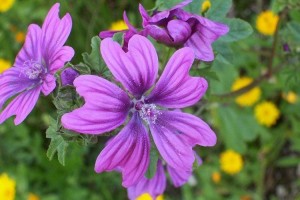 malva