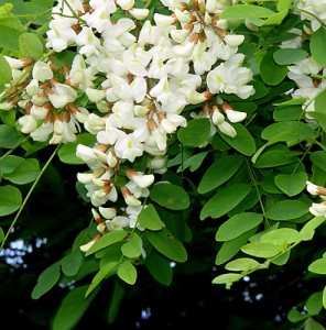 acacia