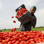 agricoltura e capolarato
