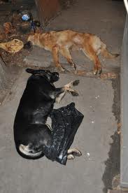 Immagine SHOCK: Cani uccisi in Ucraina in vista degli Europei di calcio, per rendere la città 