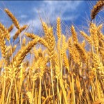sagra del grano