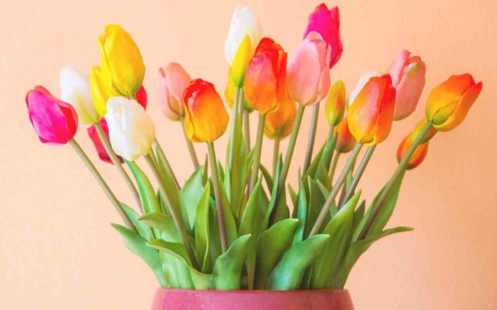 tulipani-in-vaso